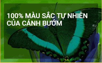 Odoo - Sample 1 for three columns