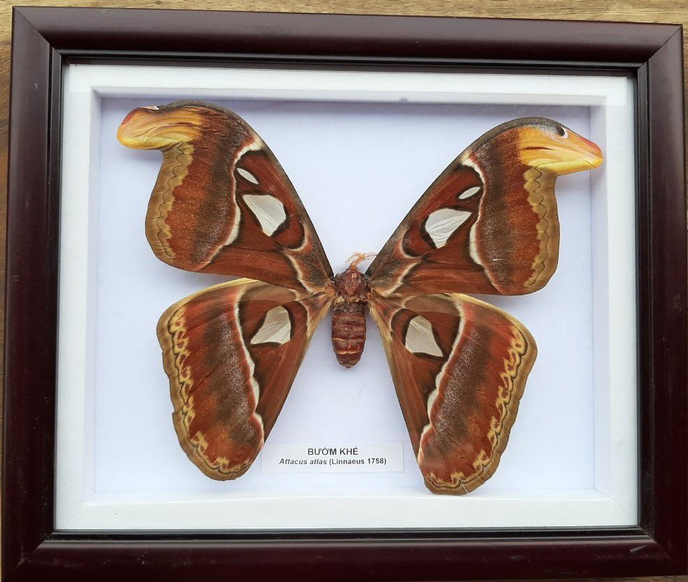 2. Attacus atlas