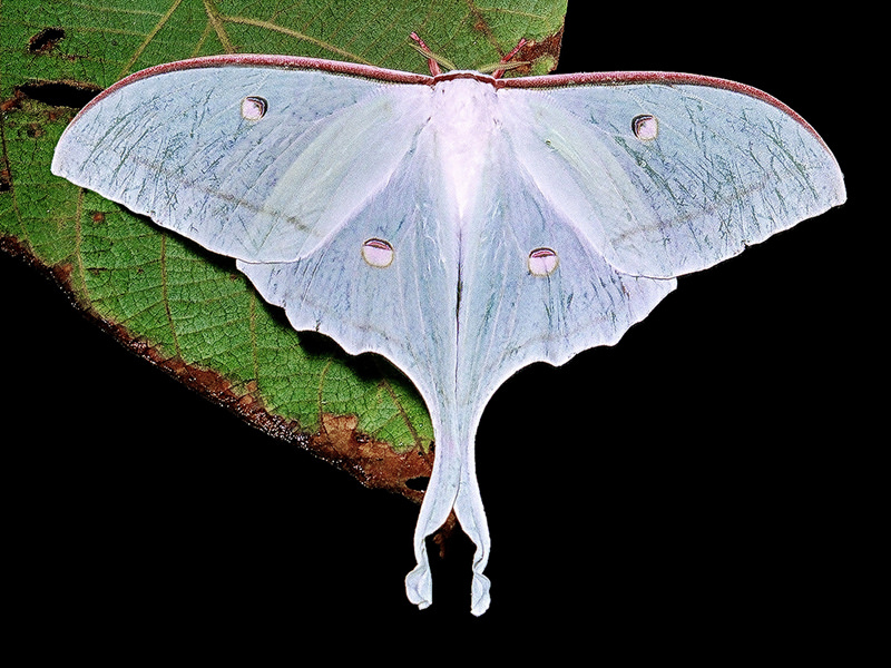 1.Actias selene 