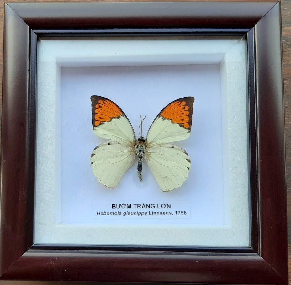 9. Hebomoia glaucippe