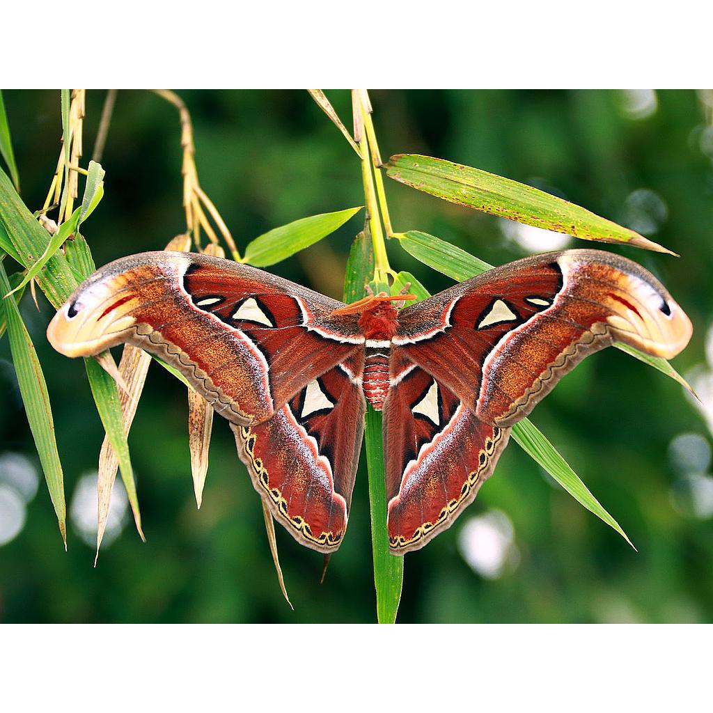 2b. Attacus atlas