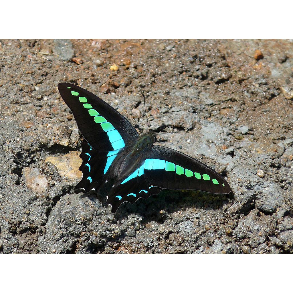 8. Graphium sarpedon