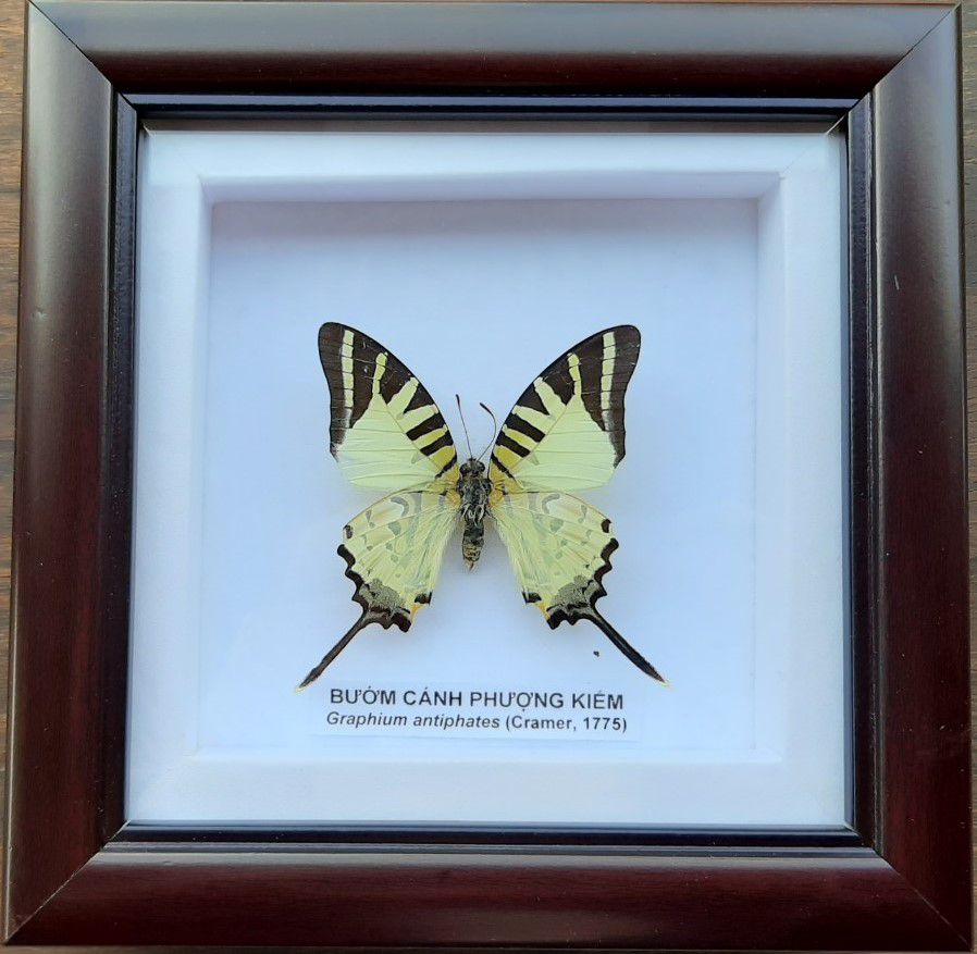 13. Graphium antiphates