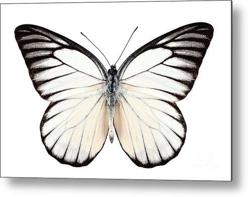 15. Prioneris philonome