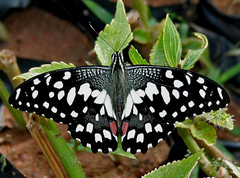 17. Papilio demoleus