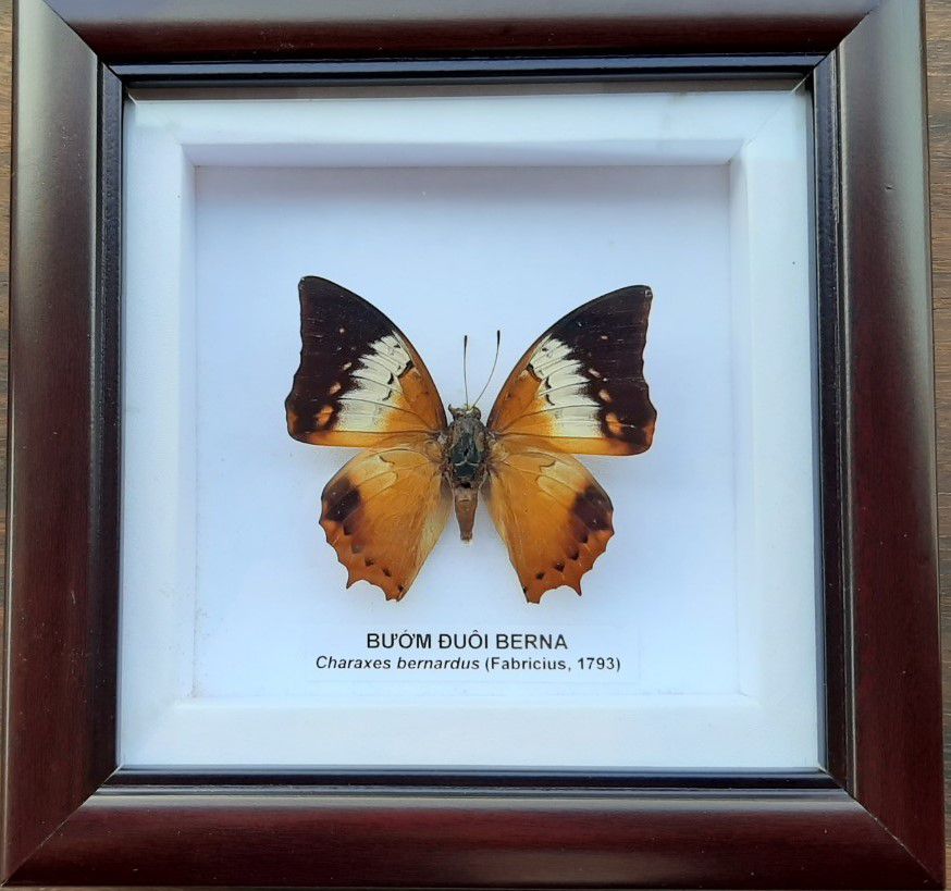 18b.Charaxes bernardus