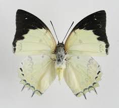 19. Polyura delphis