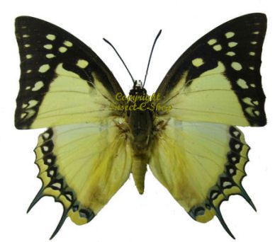 19b. Polyura delphis