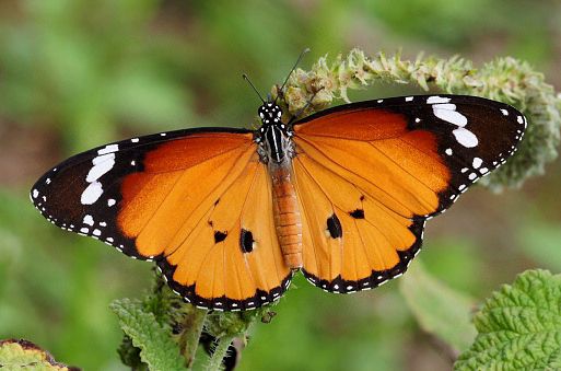 21.Danaus chrysippus