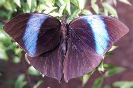 24. Amathuxidia amythaon