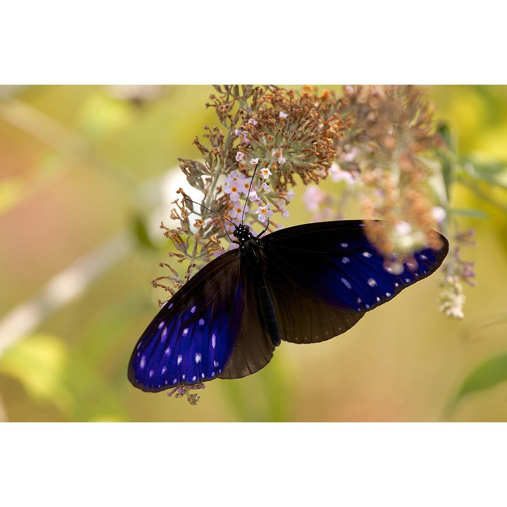 28. Euploea midamus